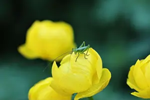 Yellow Flower Prints: A high-quality macro photograph showing a small green bush cricket sitting on a vibrant yellow globeflower bud