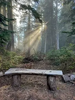Mount Rainier Prints: High Rock Trail to view Mount Rainier in Washington State
