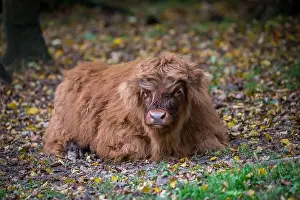 Calf Prints: Highland cattle calf