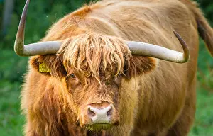Snout Prints: Highland Cattle with menacing horns