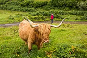 Isle Of Mull Prints: Highland Cattle near Tobermory, Isle of Mull, Scotland, UK