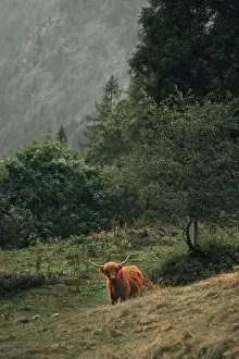 Animal In The Wild Prints: Highland Cow Grazing in a Misty Forest Landscape