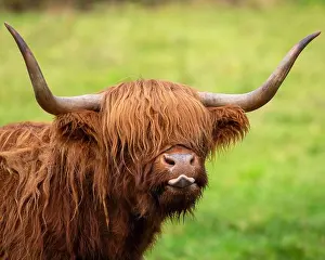 Licking Prints: A Highland Cow in Scotland, UK