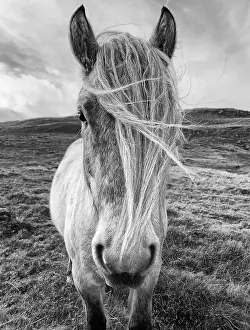 Hooves Prints: Highland Ponies in the hills above Glenshee, Scottish Highlands