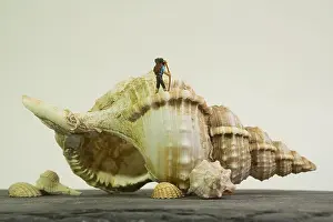 Mollusk Prints: a hiker with a stick and backpack on a huge shell of a sea snail, white background