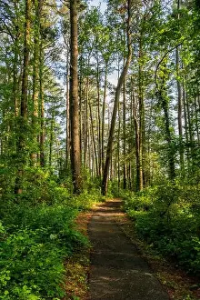 Summer Day Prints: Hiking on the Beautiful Marsh Edge Trail, Blackwater NWR MD USA