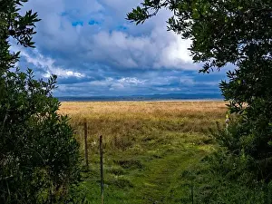 Willapa Bay Prints: A hiking trail on the edge of the forest at Leadbetter Point State Park in Washington, USA