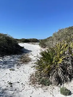 State Park Prints: Hiking trail through white sand dunes at Grayton Beach State Park Florida