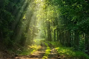 Light Beam Prints: Hiking trail winds through light-flooded forest