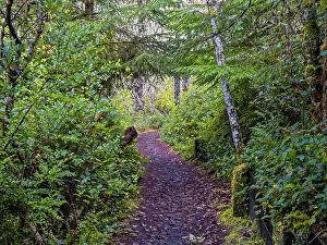 Willapa Bay Prints: A hiking trail through the woods at Leadbetter Point State Park, Washington, USA