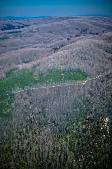 Firefighter Prints: A hillside burnt by a bushfire in the Alpine Shire, Victoria, Australia