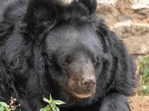 Paws Prints: Himalayan bear or Ussuri black bear Ursus thibetanus