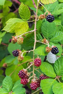 Himalayan Prints: Himalayan Blackberry Bush Plant with berries fruit and leaves in summer