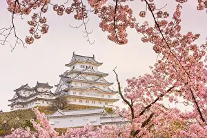 Cherry Trees Prints: Himeji, Japan at Himeji Castle in spring with cherry blossoms in full bloom