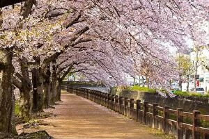 Images Dated 10th April 2017: Himeji, Japan spring time park walkway with cherry blossoms