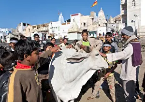 Worshiping Prints: Hindu people worshiping a cow. Dwarka. Gujarat. India