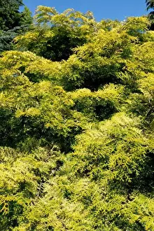Hardy Prints: Hinoki Cypress, Habitus, Chamaecyparis obtusa