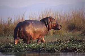 Hippopotamus Amphibius Prints: Hippo emerging from water