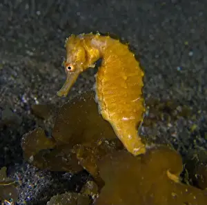 Coastal Wildlife Prints: Hippocampus trimaculatus - low-crowned seahorse