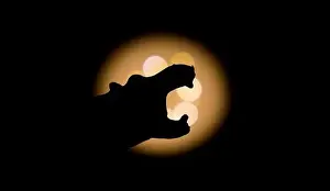Hippopotamus Prints: Hippopotamus photographed with bright light in background and with short shutter speed with clear shadow