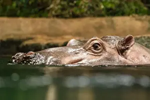 Hippopotamus Prints: Hippopotamus, also shortened to hippo (pl.: hippos; Hippopotamus amphibius)