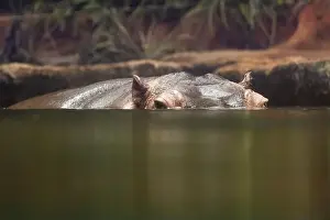Hippopotamus Prints: Hippopotamus, also shortened to hippo (pl.: hippos; Hippopotamus amphibius)