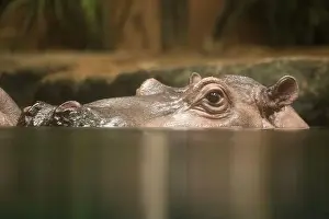 Hippopotamus Prints: Hippopotamus, also shortened to hippo (pl.: hippos; Hippopotamus amphibius)