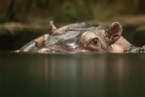 Hippopotamus Prints: Hippopotamus, also shortened to hippo (pl.: hippos; Hippopotamus amphibius)