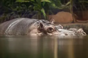 Hippopotamus, also shortened to hippo (pl.: hippos; Hippopotamus amphibius)