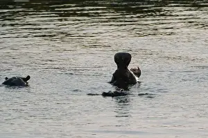 Zimbabwe Prints: Hippopotamus swimming in Zambezi river in Zimbabwe