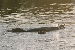 Zimbabwe Prints: Hippopotamus swimming in Zambezi river in Zimbabwe