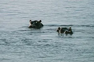 Zimbabwe Prints: Hippopotamus swimming in Zambezi river in Zimbabwe