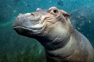 Hippopotamus Prints: hippopotamus underwater hippo swimming close up looking at you