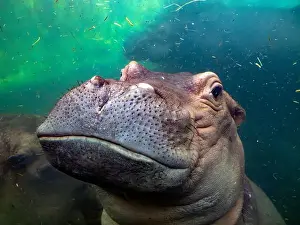 Hippopotamus Prints: hippopotamus underwater hippo swimming close up looking at you