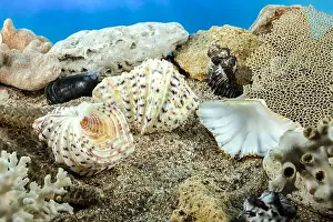 Mottled Prints: Hippopus hippopus sea shell on the seabed underwater