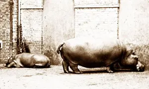 Hippopotamus Prints: Hippos at London Zoo in the 1870s. Obaysch on the right and Guy Fawkes on the left