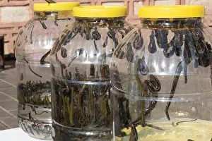Disgust Prints: Hirudotherapy. Leech in a can of plastic water