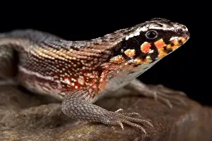 Island Endemic Prints: Hispaniolan masked curly-tailed lizard (Leiocephalus personatus)