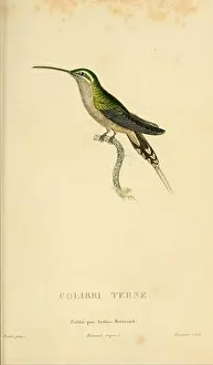 Hummingbirds Prints: Histoire naturelle des colibris