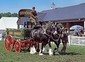Mane Prints: Historical 1985 archive view of Ind Coope brewery dray being pulled by two heavy Draught Shire horses with decorated