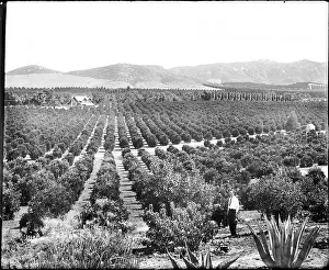 Southern California Prints: A historical photograph of Riverside's orange groves taken around 1920