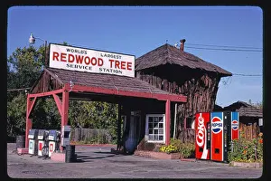 Redwood Prints: A historical photograph taken in 1936 showing the world's largest redwood tree