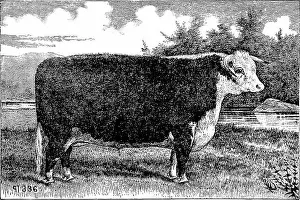 Farm Animals Prints: History of Hereford cattle : proven conclusively the oldest of improved breeds