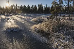 Hoar Prints: Hoar frost covered landscape, Lapland, Sweden