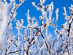 Hoar Prints: Hoar frost on trees and blue sky in Arctic Finland