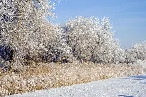 Hoar Prints: hoarfrost on trees and shrubs and frozen stretch of water, Netherlands, Katwijk