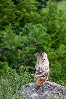 In The Wild Prints: Hoary Marmot sitting upright on a rock and looking out to the side across a subalpine meadow