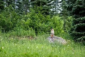 In The Wild Prints: Hoary Marmot sitting upright on a rock and looking out to the side across a subalpine meadow