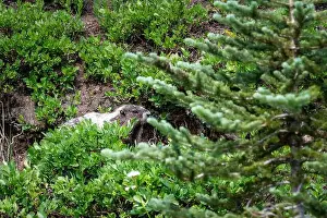In The Wild Prints: Hoary Marmot walking on an animal path