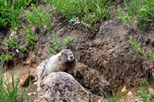 In The Wild Prints: Hoary Marmot walking on an animal path